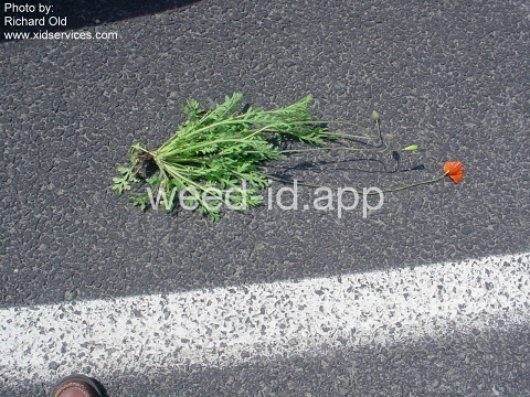poppy, field